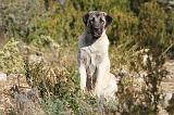 KANGAL 027